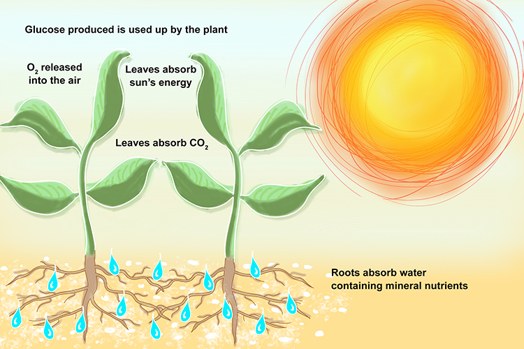 An info graphic showing how plants absorb the suns energy through photosynthesis and draw minerals through roots
